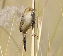 Chirping Cisticola (Cisticola pipiens) 1, crop.jpg