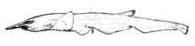 Pentanchus profundicolus by smith.png