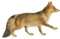 Dogs, jackals, wolves, and foxes (Plate XIV).png