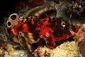 Dendrochirus biocellatus.jpg