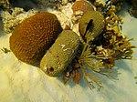 Corals - Montestrea cavernosa, Colpophyllia natans, Plexaura homomalla and Millepora alcicornis - Bay of Pigs - Cuba.jpg