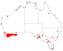 Hakea laurinaDistMap70.png