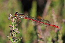 Small red damselfly (Ceriagrion tenellum) male Crockford Stream.jpg