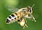 Apis mellifera (in flight) (cropped).jpg