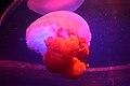 Jelly Fish Exibits in Two Oceans Aquarium DSC 3965.jpg
