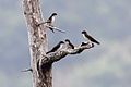 Notiochelidon pileata.jpg