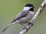 Carolina Chickadee1 by Dan Pancamo.jpg