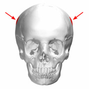 Parietal eminence - skull - anterior view01 with arrows.png