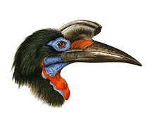 Bucorvus abyssinicus Wytsman.jpg