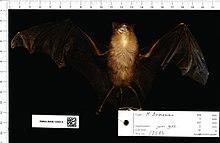 Naturalis Biodiversity Center - RMNH.MAM.12583.b ven - Hipposideros Papua - skin.jpeg