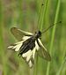 Libelloides coccajus 210505.jpg