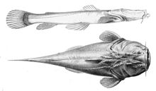 Lophiosilurus alexandri Steindachner.jpg