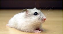 Pearl Winter White Russian Dwarf Hamster - Front.jpg
