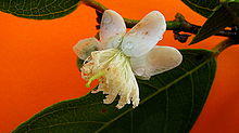 Psidium guineense.jpg