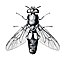 Hermetia illucens f.jpg