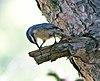 Pica-soques cors (Sitta whiteheadi) (cropped).jpg