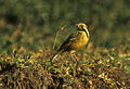 Abyssinian Longclaw - Ethiopia 2 (17000135681).jpg