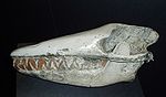 Skull Pakicetus inachus.jpg