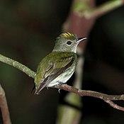 Tyranneutes virescens - Tiny tyrant Manakin.JPG