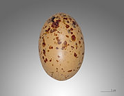 Egg