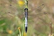 White-tailed skimmer (Orthetrum albistylum albistylum) male Greece.jpg