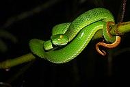 Trimeresurus macrops, Large-eyed pit viper.jpg