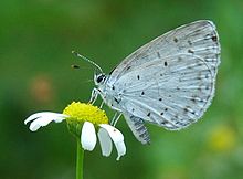Lepidoptera 001.jpg
