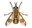 Chrysops relicta f.jpg