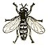 Syrphidae icon.jpg