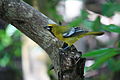 Icterus leucopteryx -San Andres, Archipelago of San Andres, Colombia -juvenile-8.jpg