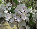 Malus spontanea Makino 1.jpg