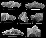 Lonchidion sp. - Tendaguru Formation, Tanzania.jpg