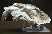 Machairodus aphanistus - Cerro de los Batallones - Museo Arqueológico Regional CAM.JPG