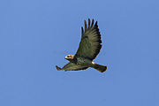 Red-necked Buzzard - Shai Hills - Ghana 14 S4E1157.jpg
