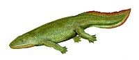 Hynerpeton BW.jpg