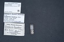 Naturalis Biodiversity Center - ZMA.MOLL.389320 - Endodonta lamellosa (Férussac, 1825) - Endodontidae - Mollusc shell.jpeg