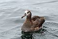 Black-footed Albatross - Flickr - GregTheBusker (1).jpg
