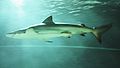 Copper shark (Carcharhinus brachyurus)