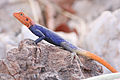 Namibian Rock Agama (Agama planiceps) (8603173387).jpg