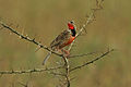 Macronyx ameliae -East Africa-8.jpg