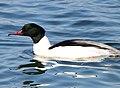 Mergus merganser merganser (male).jpg