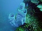 Callyspongia plicifera - azure vase sponge - Bay of Pigs - Cuba.jpg