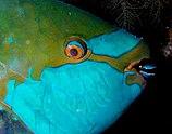 Close up of a parrotfish