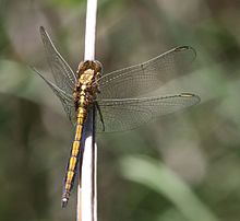 Orthetrum machadoi, highland skimmer 33117-1.jpg
