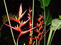 Heliconia velloziana.jpg