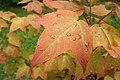 Liquidambar acalycina (2).jpg
