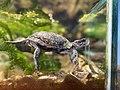 Westernpondturtle.jpg