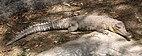 Mecistops leptorhynchus 2009.jpg