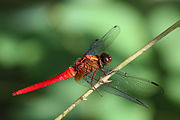 Scarlet skimmer (Orthetrum testaceum testaceum) male B.jpg