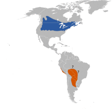 Dolichonyx oryzivorus.svg
